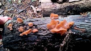 Jelly Fungus  Witches Butter  Tree Ear  Auricularia auricula  3 [upl. by Muller]