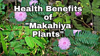 MAKAHIYA PLANT [upl. by Michiko870]