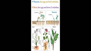 Monocots and Dicots Definition geneticteacher [upl. by Ermentrude674]