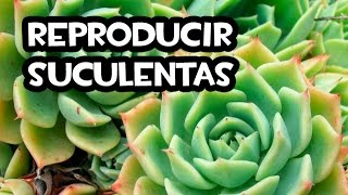 Como Reproducir Suculentas  Muy FÁCIL Y RÁPIDO [upl. by Cornelius]