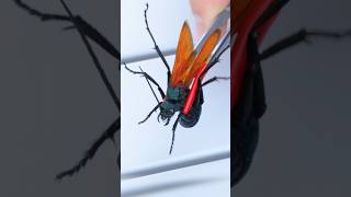 TARANTULA HAWK STING Ouch [upl. by Tiphani]