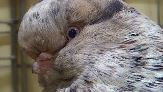 English Long Face Tumblers Pigeons  Culbutants Anglais [upl. by Halonna]