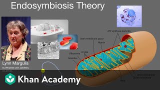 Endosymbiosis theory  Cell structure and function  AP Biology  Khan Academy [upl. by Erlinna]