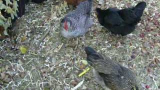 My Chickens Enjoying Crabapples [upl. by Armand]