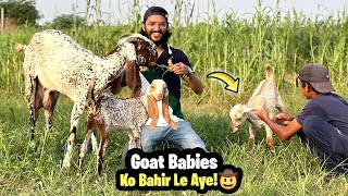 Bakri ke Bacche Bahir Aa Gaye😍 Goat Babies [upl. by Masao]