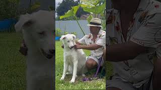 Deaf blind dog Yakoo learning walk and Collar deafblinddog deafdogsrock deafandblind [upl. by Rehotsirk]