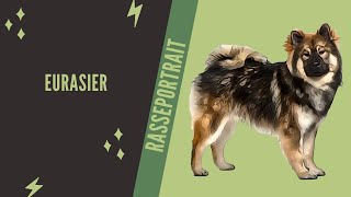 Eurasier  Video Rasseportrait [upl. by Eey]