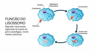 LISOSSOMOS E PEROXISSOMOS [upl. by Atilrep]