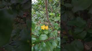 Ochna Serrulata music lyrics song cover unstoppable flowers bunga nature covermusic [upl. by Svirad]