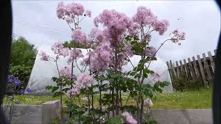 Best plant flowers to attract hoverflies  Giant Aquilegia Thalictrum aquilegifolium [upl. by Ihcekn]