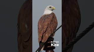 Brahminy Kite  Haliastur indus  Western Ghats  Nikon Z6III  180 600 zoom Lens [upl. by Lita]