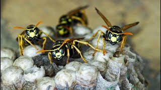 Multi year wasp nest inside living room wall House infested with wasp infestation [upl. by Zolly]