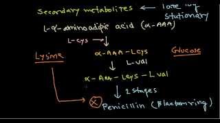 Penicillin production biosynthesis [upl. by Fellner389]