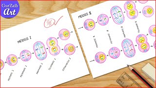 Meiosis Diagram Drawing  Cell division diagram Drawing  Labeled Science projects [upl. by Arraeit]