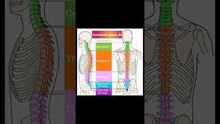 Vertebral column 26 Bones shorts [upl. by Elleron890]