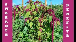 Benefits of Amaranth Leaves [upl. by Joela994]