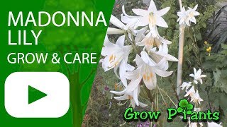 Madonna lily  grow amp care as cut flower [upl. by Sukramaj521]