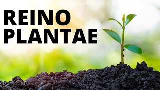 El REINO DE LAS PLANTAS explicado clasificación reproducción nutrición ejemplos🌿🌳 [upl. by Yenittirb]