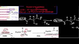 Conversion of Adrenocorticotropic Hormone ACTH to Melanocyte Stimulating Hormone MSH [upl. by Nahtaneoj]