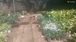 Greenways Nursery Fatehpur Beri Delhi Delhi [upl. by Cordier]