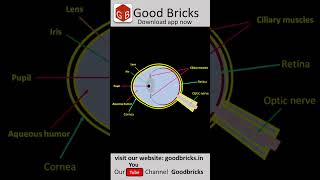 Functioning of eye  Iens and Ciliary Muscles  CBSE  Telangana  AndhraPradesh Class 10  Physics [upl. by Audra]