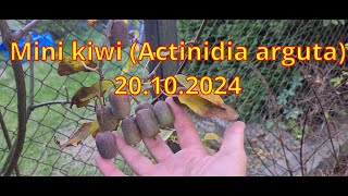 Mini kiwi Actinidia arguta 2024 [upl. by Anaidni]