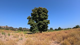 Feral avocado tree in San Juan Capistrano [upl. by Meeka]