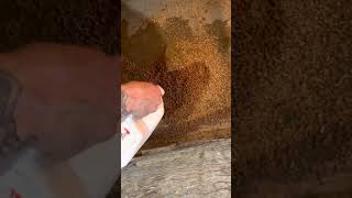 Perfect Chicken bedding Equine pelletized bedding How to use [upl. by Adnwahsar731]