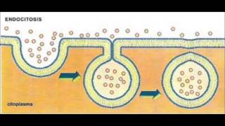 Movimiento Membrana Plasmatica Endocitosis y Exocitosis [upl. by Lordan]