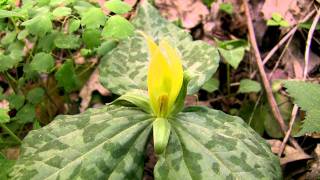 Spring Wildflower Pilgrimage Great Smoky Mountains [upl. by Anilas]