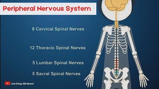 Peripheral Nervous System  Short intro [upl. by Cerallua]