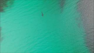 Great white shark Hyams Beach Jervis Bay baysideaerialimagescom [upl. by Eednas]