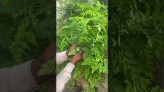 Most nutritious super food plant in the world farming gardening plants shorts anjrural [upl. by Sivek]