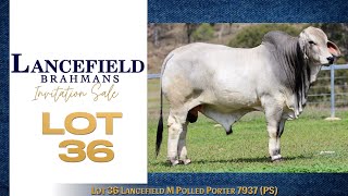 Lot 36 Lancefield M Polled Porter 7937 PS [upl. by Bolton]