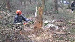 Removing dangerous widow maker tree [upl. by Tzong]