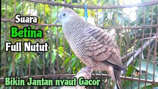 Suara Betina GACOR memanggil JANTAN  The females voice calls to the MALE [upl. by Ecneitap]