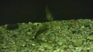 Corydoras Pygmaeus The pygmy cory [upl. by Oab]