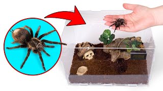 ¡GUAU Una casa perfecta para tu mascota araña  Ideas fáciles y divertidas para dueños de mascotas [upl. by Diba]