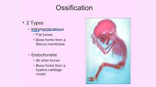 Intramembranous and Endochondral Ossification [upl. by Oiramrej29]