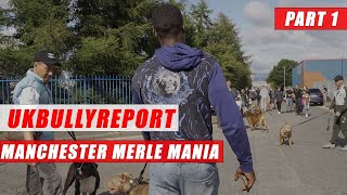 UK BULLY REPORTDog ShowMerle ManiaManchesterPt1 [upl. by Enasus85]