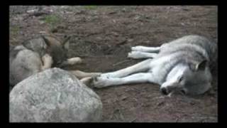 Pack Dynamics at the International Wolf Center [upl. by Cown]