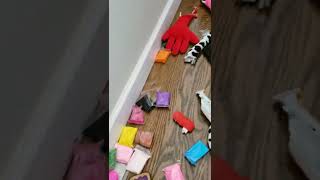 Pet Ferrets Make Mess in House  1336029 [upl. by Heddy]