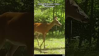 Game Trail Camera Videos  Northwoods [upl. by Naed]