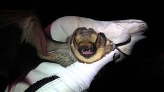 Hoary Bat Lasiurus cinereus [upl. by Nodnyl510]