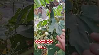 FURLABADAPOTALA Furla badapotal ବଡପୋଟଳ gardenmusic [upl. by Wall]