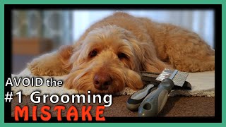 GOLDENDOODLE GROOMING BrushampComb  Avoid the 1 MISTAKE [upl. by Dnalerb]