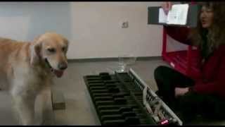 HundelesenNoten  dogs read musicmp4 [upl. by Benedikt]