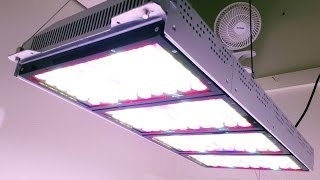 Most Powerful LED grow lightonly 520w proof Black Diamond Perfect Sun 1000 [upl. by Nylad]