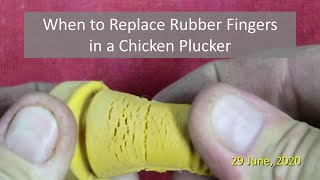 When to Replace Rubber Fingers in a Chicken Plucker [upl. by Harmaning]