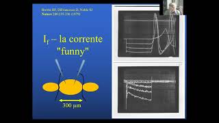 Lezioni di Fisiologia  Prof Dario DiFrancesco Generazione e controllo del ritmo cardiaco [upl. by Amado]